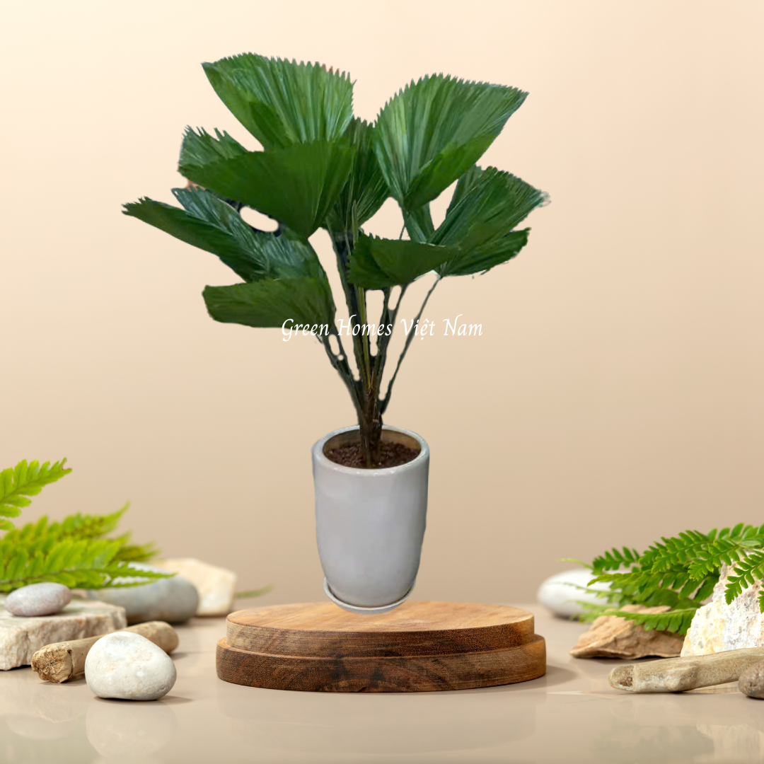 Cây Kè Nhật, Cọ Nhật